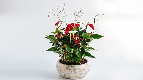 Χριστουγεννιάτικη Σύνθεση με Ανθούρια σε Πήλινο Κασπώ