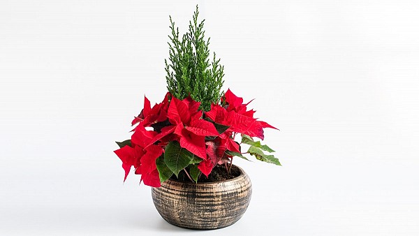 Χριστουγεννιάτικη Σύνθεση με Αλεξανδρινό σε Πήλινο Κασπώ