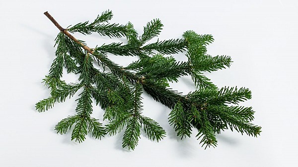 Κλωνάρι Έλατο