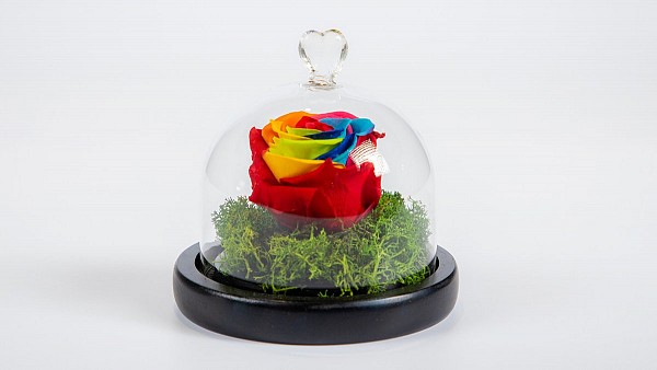 Forever Rose σε Μίνι Καμπάνα