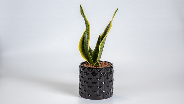 Η Γλώσσα της Πεθεράς