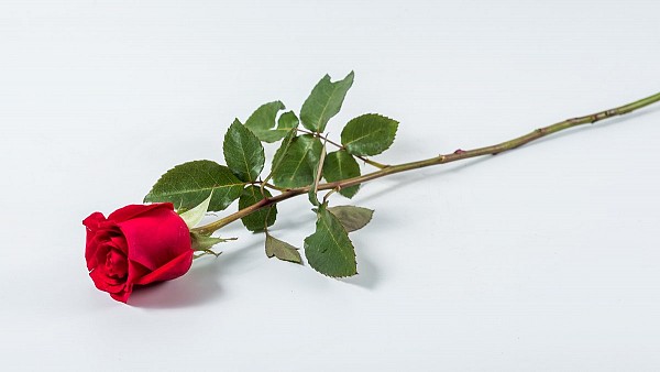 Τριαντάφυλλο