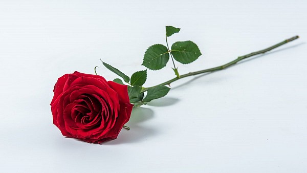 Τριαντάφυλλο Μπουτόν