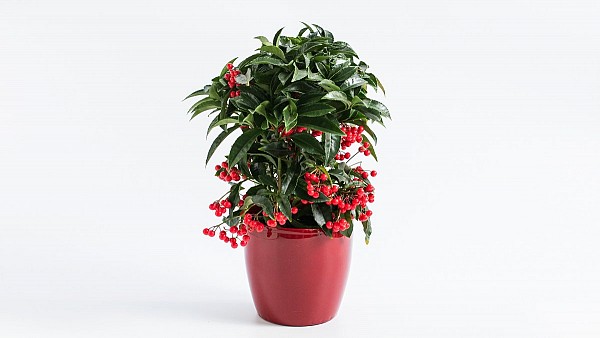 Αρντίσια σε Πλαστικό Βάζο