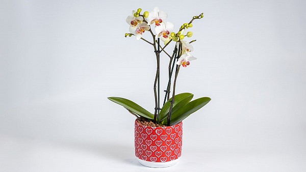 Ορχιδέα Μεσαίο Μέγεθος σε Πήλινο Κασπώ με Καρδιές