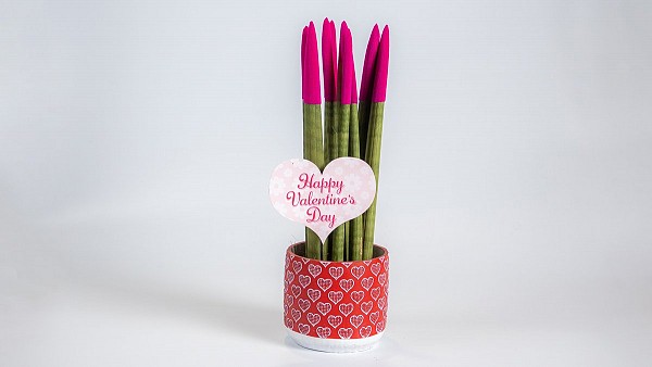 Σανσιβέρια Κυλινδρική σε Πήλινο Κασπώ με Καρδιές