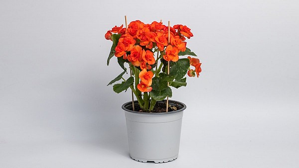 Μπιγκόνια Πορτοκαλί Μικρή