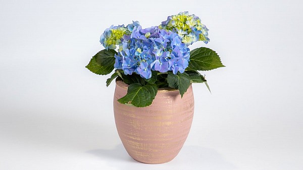 Ορτανσία σε Πήλινο Κασπώ