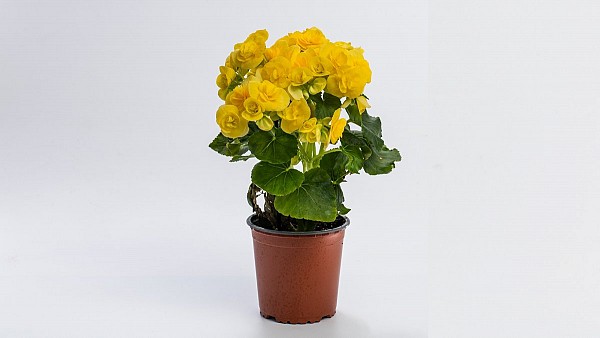 Μπιγκόνια Κίτρινη Μεγάλη