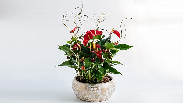 Χριστουγεννιάτικη Σύνθεση με Ανθούρια σε Πήλινο Κασπώ