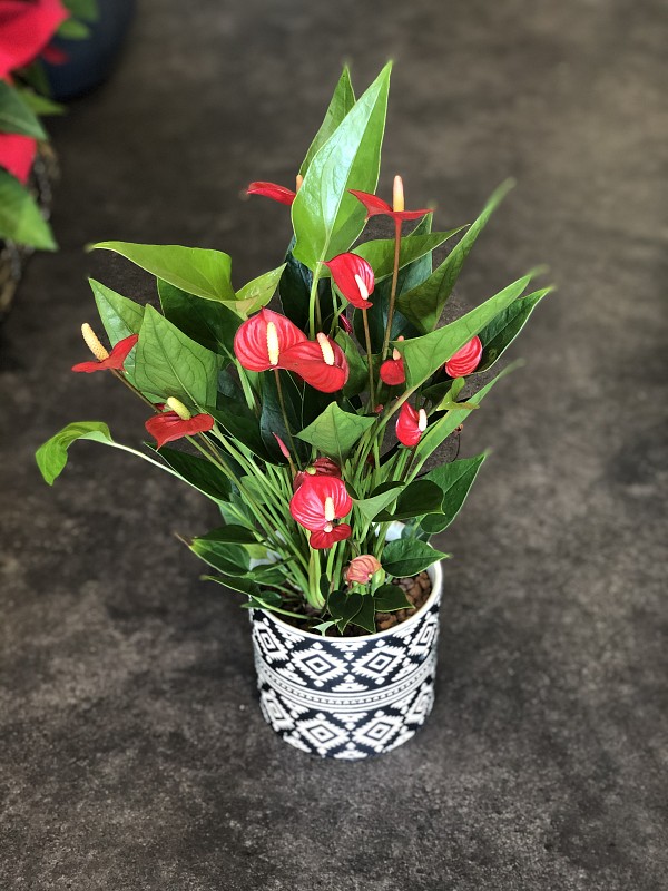 Ανθούριο Μίνι