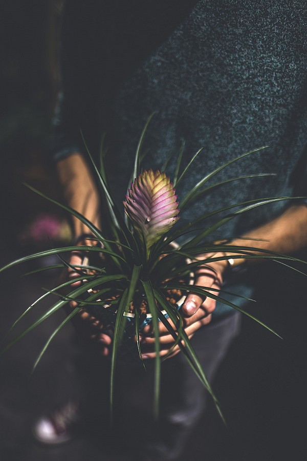 Τιλλάνδσια