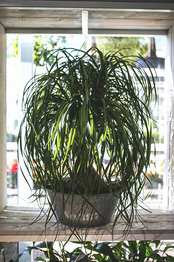 Μπουκαρνέα