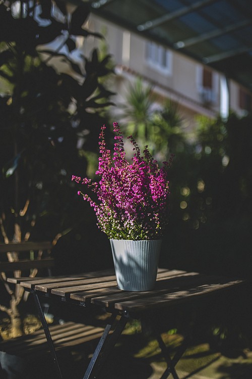 Καλλούνα (Ρίκι)