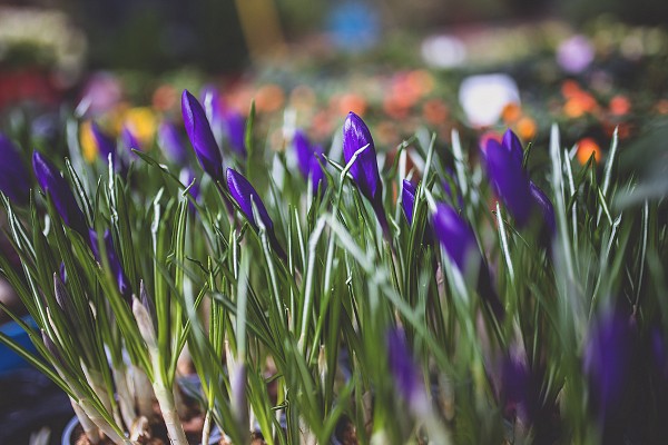 Ίρις (Κρίνος)