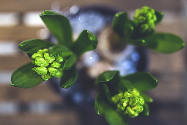 Υάκινθος (Ζουμπούλι)