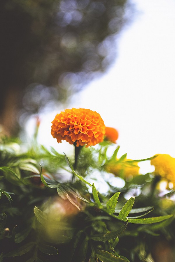 Κατηφές (Ταγέτης)