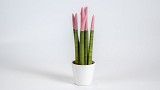 Sansevieria Cylindrica