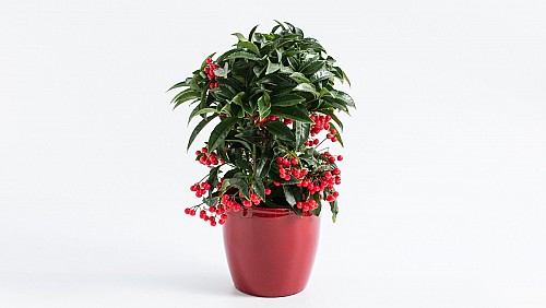 Αρντίσια σε Πήλινο Βάζο