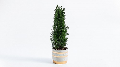 Ελ Γούντι σε Πήλινο Κασπώ