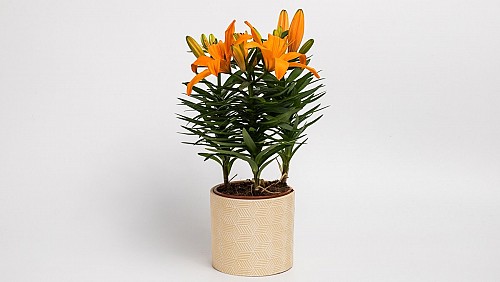 Λίλιουμ Οριεντάλ