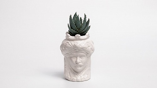 King Pot Παχύφυτο