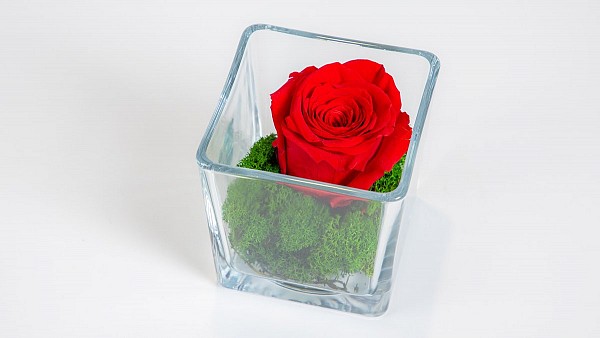 Forever Rose Classic