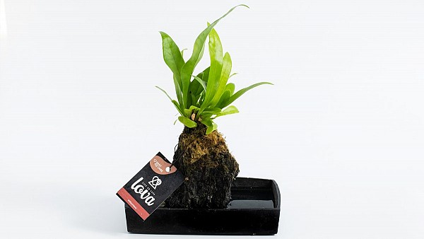 Μπονζάι σε Αληθινή Λάβα