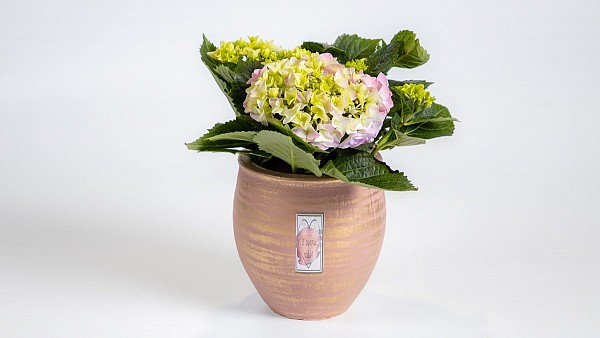 Ορτανσία σε Πήλινο Valentine Κασπώ