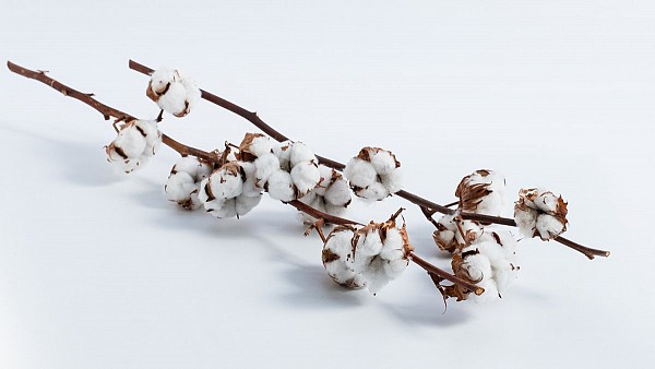 Κλωνάρι Βαμβάκι Φυσικό