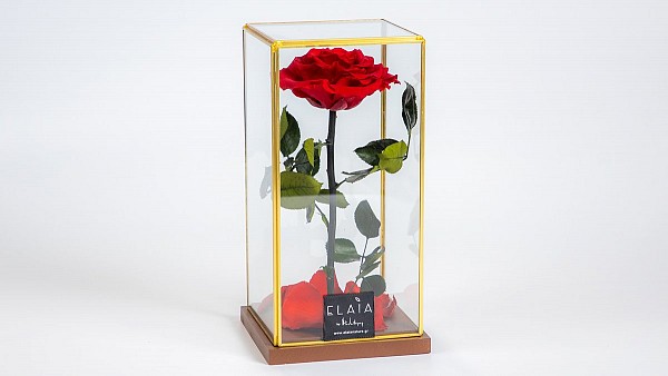 Forever Modern Square